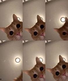 猫猫爆料视频,揭秘视频背后的趣味瞬间